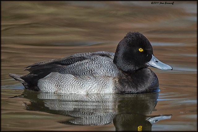 _1SB0324 lesser scaup.jpg